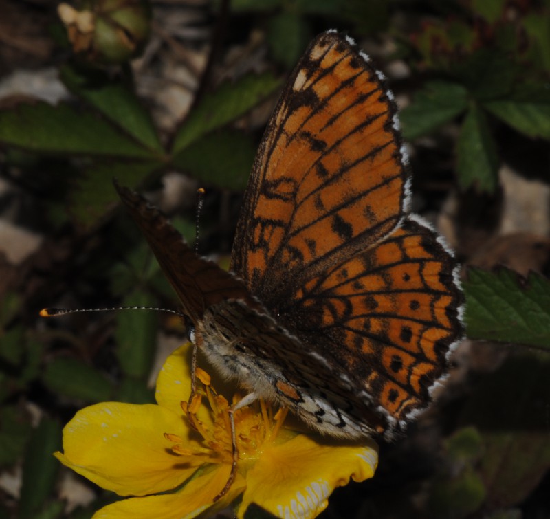 Id Melitaea (forse...)